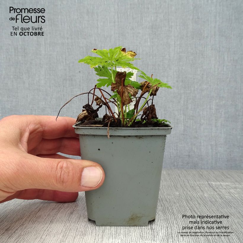 Example of Geranium phaeum Album - Brauner Storchschnabel Kleine Töpfe von 8/9 cm as you get in automne