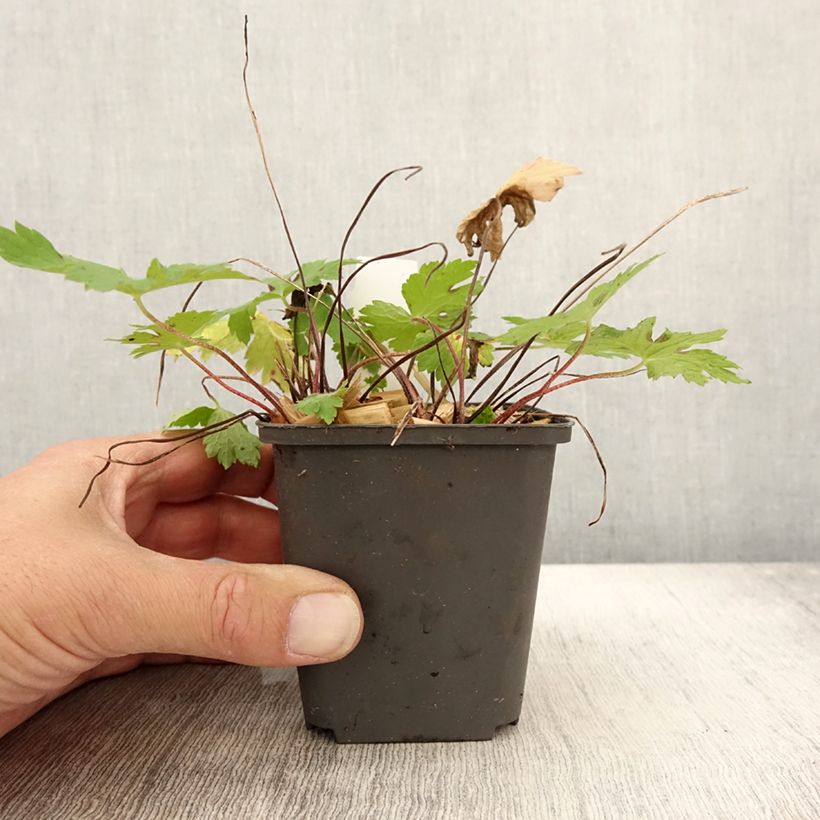 Example of Geranium phaeum Angelina - Brauner Storchschnabel Kleine Töpfe von 8/9 cm as you get in automne