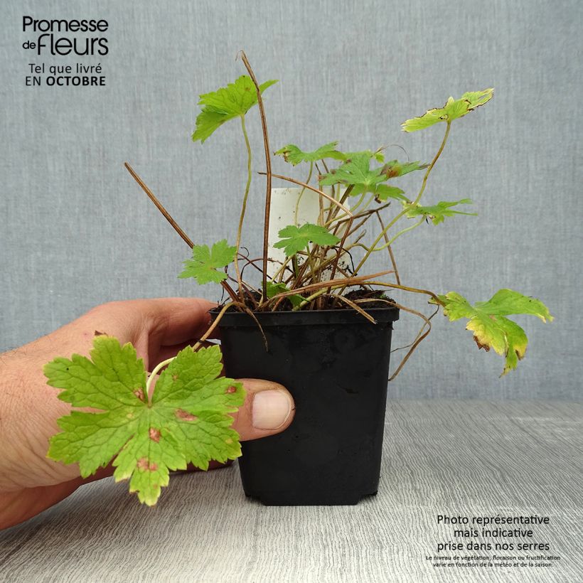 Example of Geranium phaeum - Brauner Storchschnabel Kleine Töpfe von 8/9 cm as you get in automne