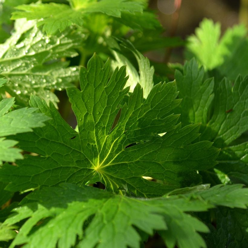 Geranium phaeum Lily Lovell - Brauner Storchschnabel (Foliage)