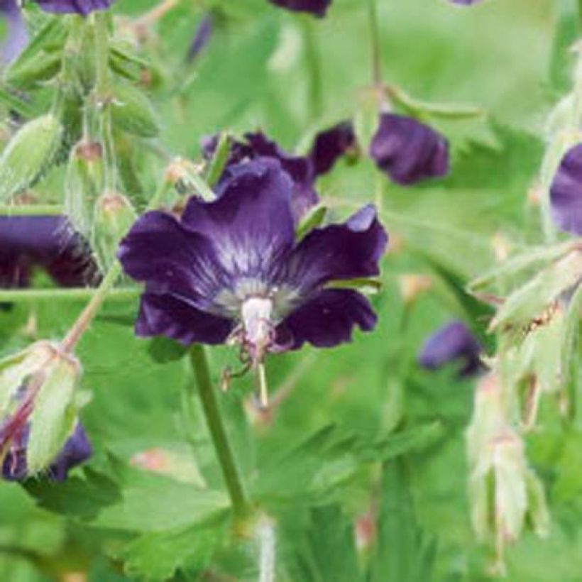 Geranium phaeum Lily Lovell - Brauner Storchschnabel (Flowering)