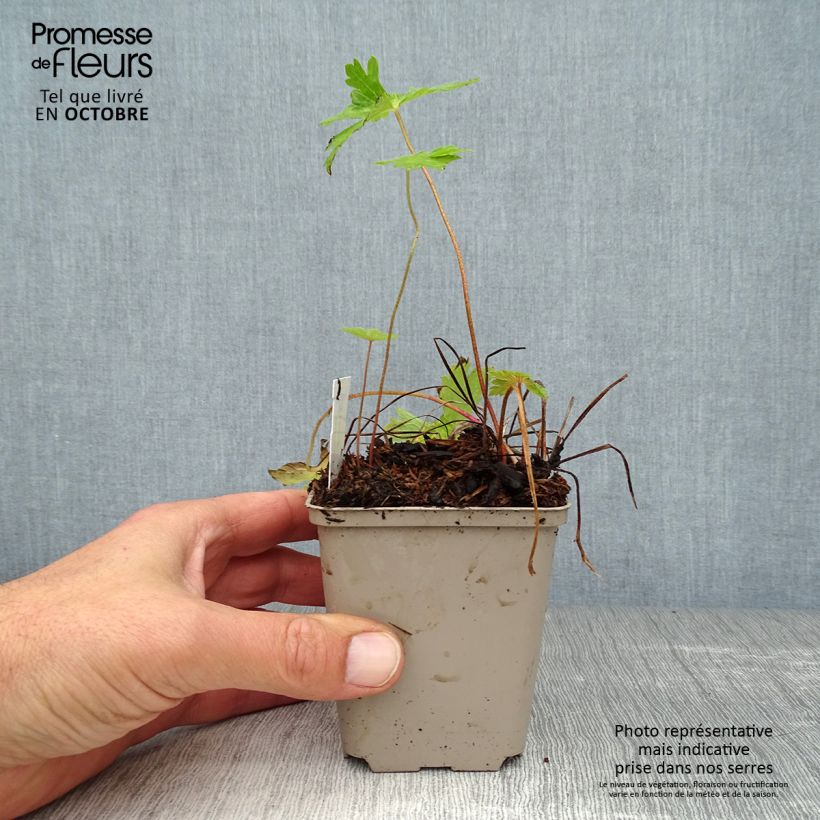 Example of Geranium phaeum Lily Lovell - Brauner Storchschnabel Kleine Töpfe von 8/9 cm as you get in automne