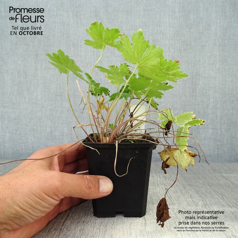 Example of Geranium phaeum Raven - Brauner Storchschnabel Kleine Töpfe von 8/9 cm as you get in automne
