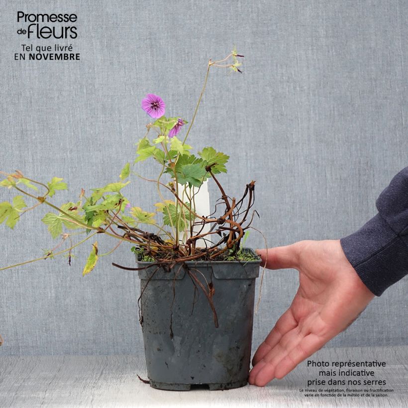Example of Storchschnabel Pink Penny - Geranium Topf mit 2L/3L as you get in automne