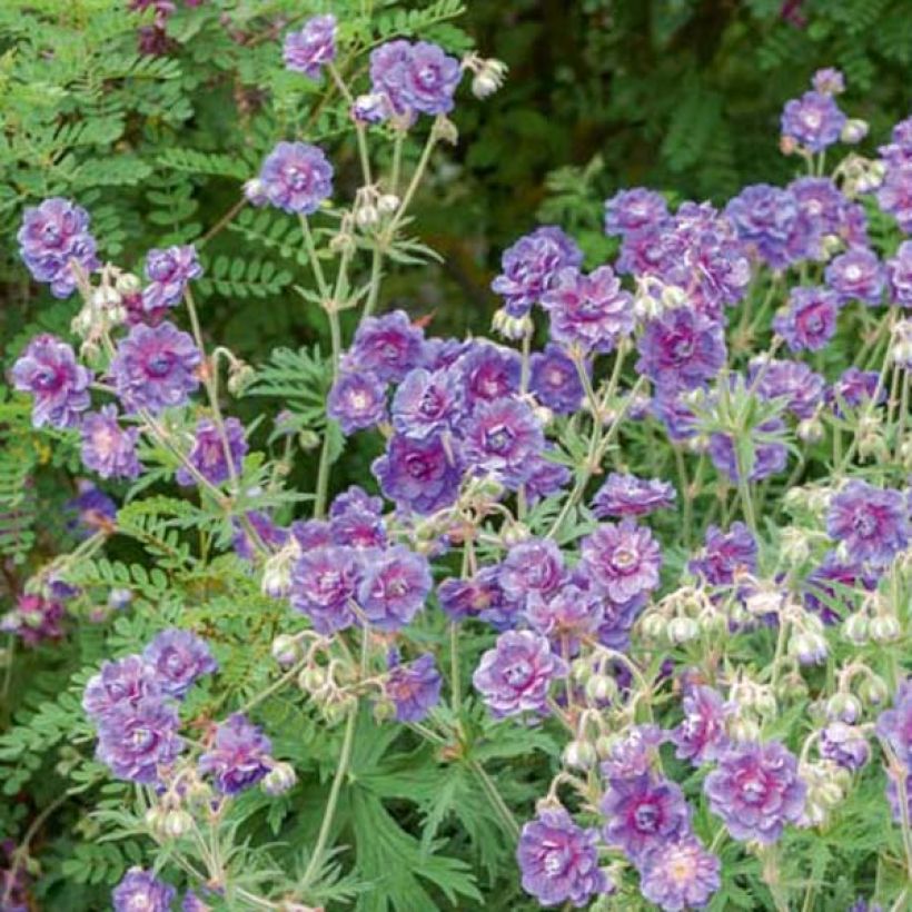 Geranium pratense Plenum Violaceum - Wiesen-Storchschnabel (Plant habit)