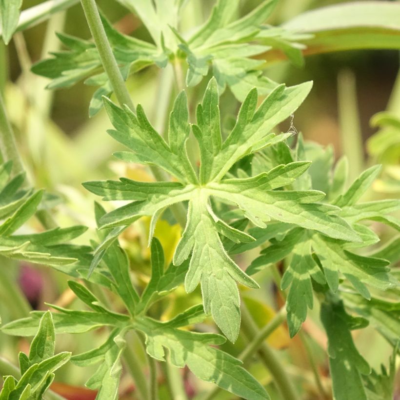 Geranium pratense Algera Double - Wiesen-Storchschnabel (Foliage)