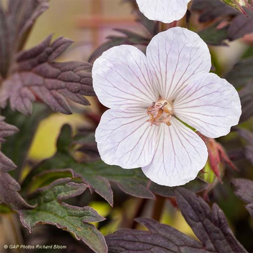 Geranium pratense Black n white Army - Wiesen-Storchschnabel (Foliage)