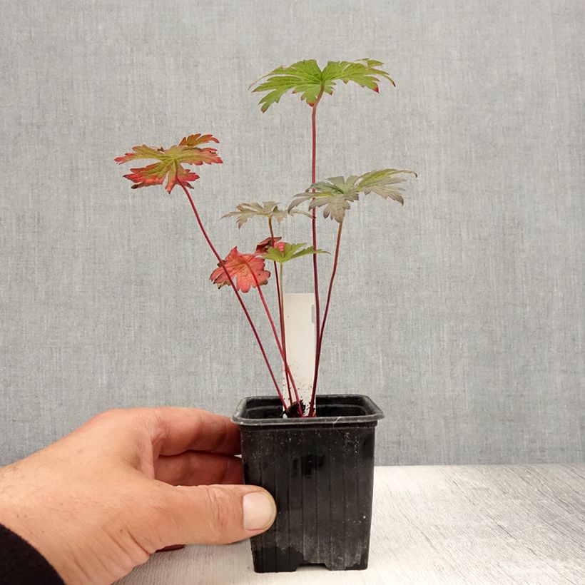 Example of Geranium pratense Dark Eyes - Wiesen-Storchschnabel Kleine Töpfe von 8/9 cm as you get in ete