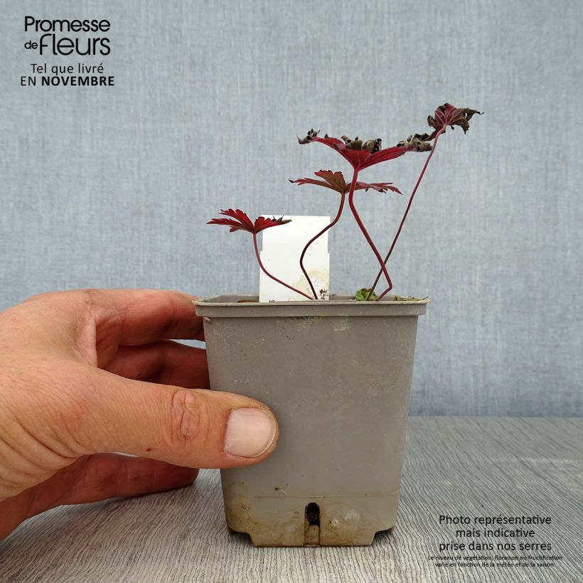 Example of Geranium pratense Dark Reiter - Wiesen-Storchschnabel Kleine Töpfe von 8/9 cm as you get in automne