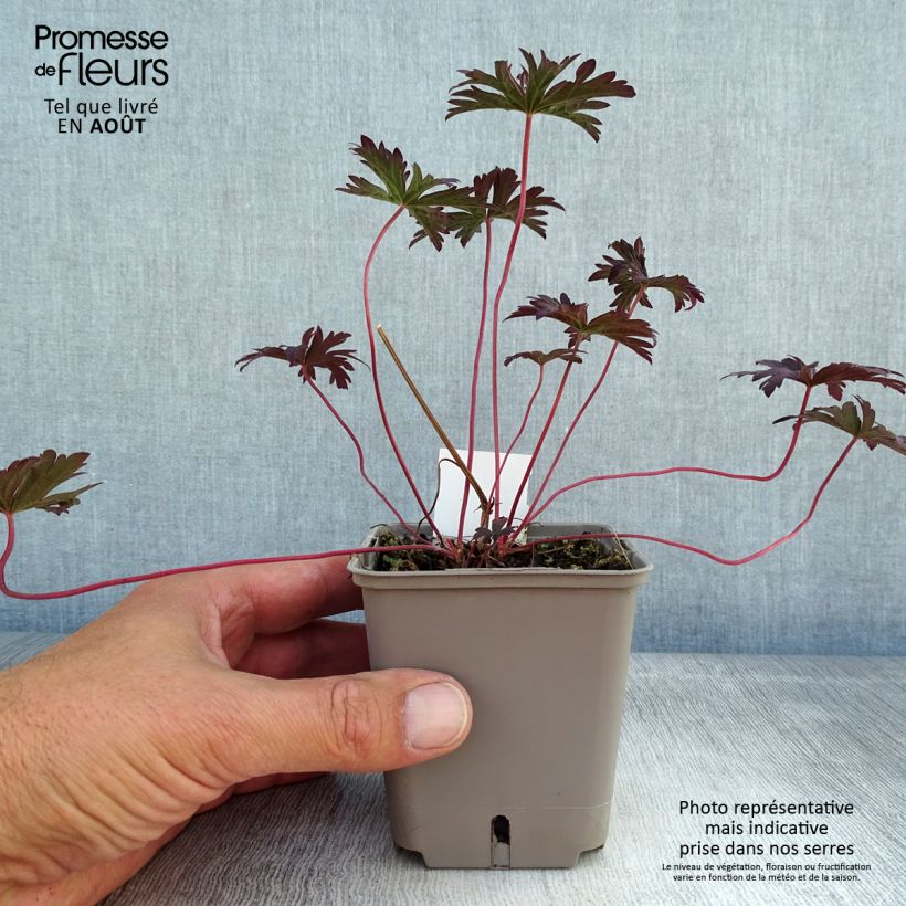 Exemplar von Geranium pratense Dark Reiter - Wiesen-Storchschnabel Kleine Töpfe von 8/9 cm wie im Sommer geliefert
