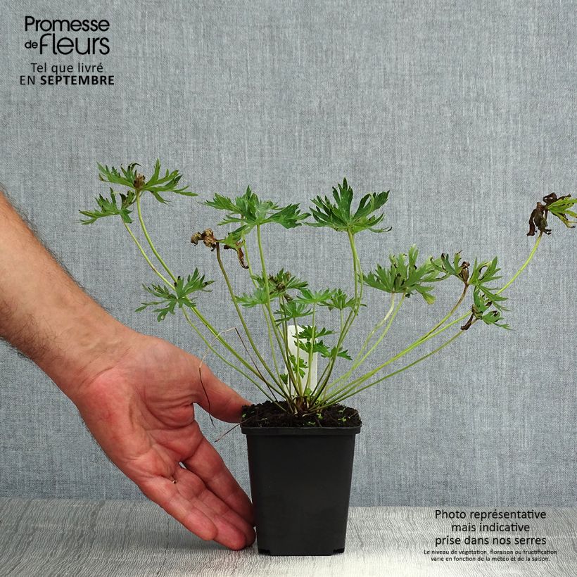Example of Geranium pratense f. albiflorum Galactic - Wiesen-Storchschnabel Kleine Töpfe von 8/9 cm as you get in ete