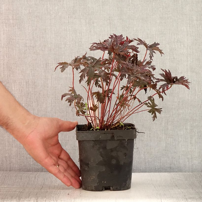 Example of Geranium pratense Hocus Pocus - Wiesen-Storchschnabel Topf mit 2L/3L as you get in ete