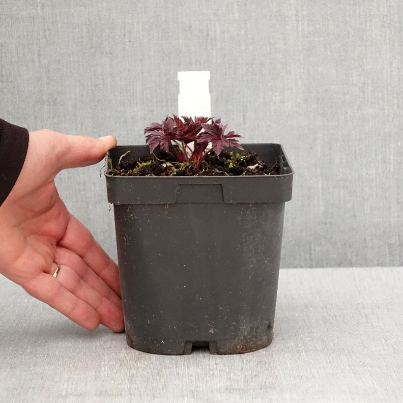 Exemplar von Geranium pratense Hocus Pocus - Wiesen-Storchschnabel Topf mit 2L/3L wie im Frühjahr geliefert