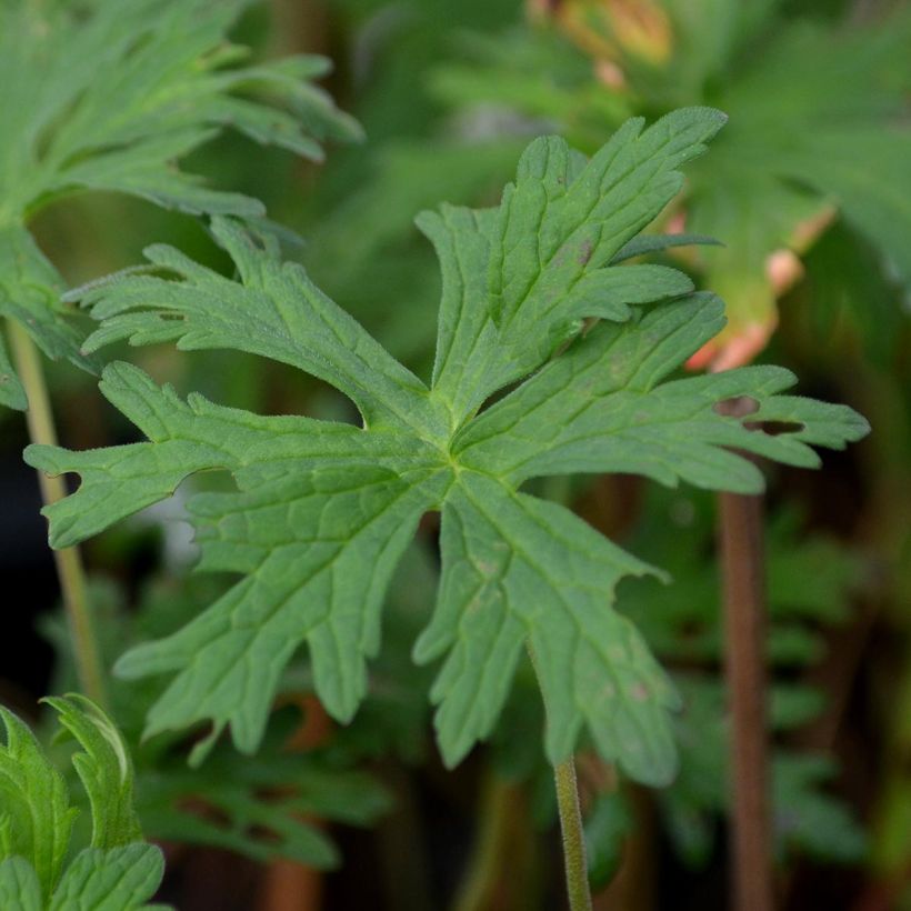 Geranium pratense Ilja - Wiesen-Storchschnabel (Foliage)