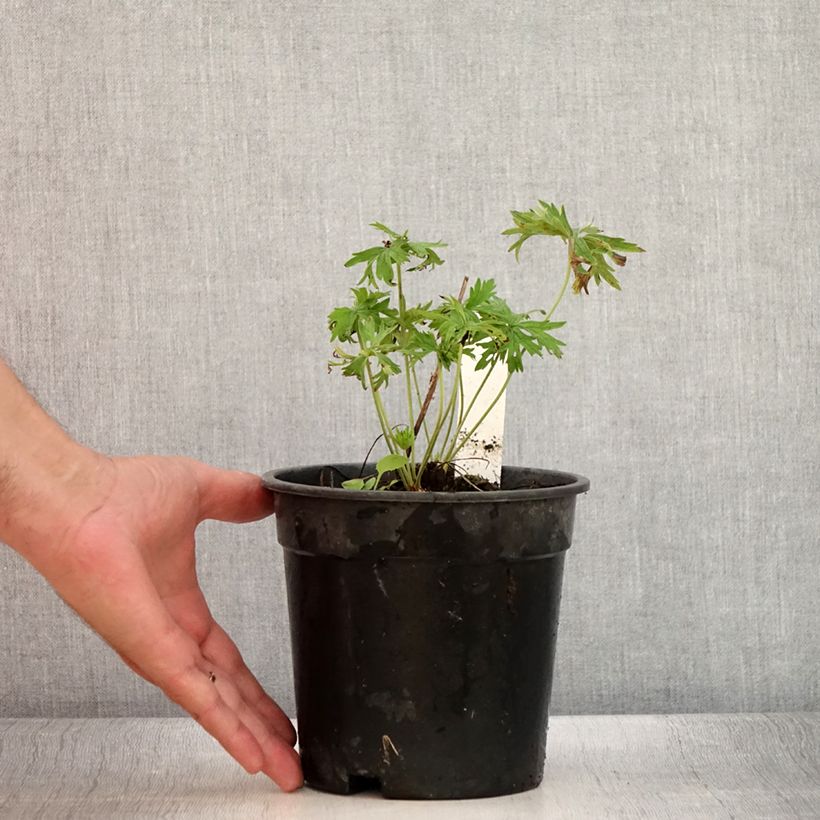 Example of Geranium pratense Laura - Wiesen-Storchschnabel Topf mit 2L/3L as you get in ete