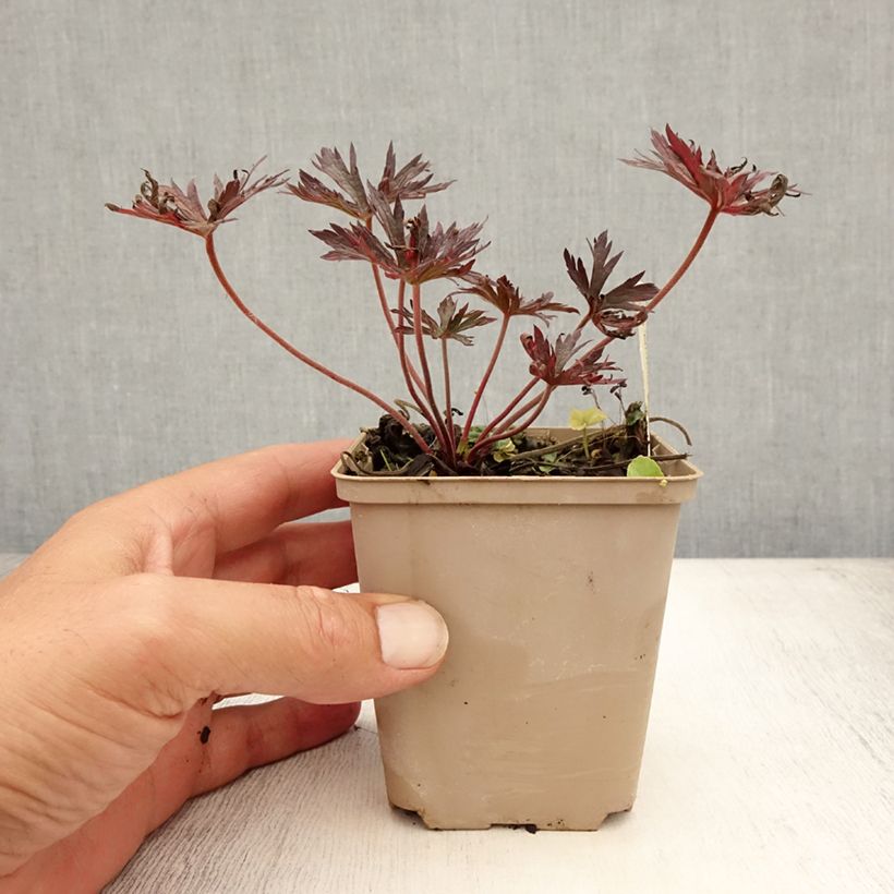 Exemplar von Geranium pratense Midnight Reiter - Wiesen-Storchschnabel Kleine Töpfe von 8/9 cm wie im Sommer geliefert
