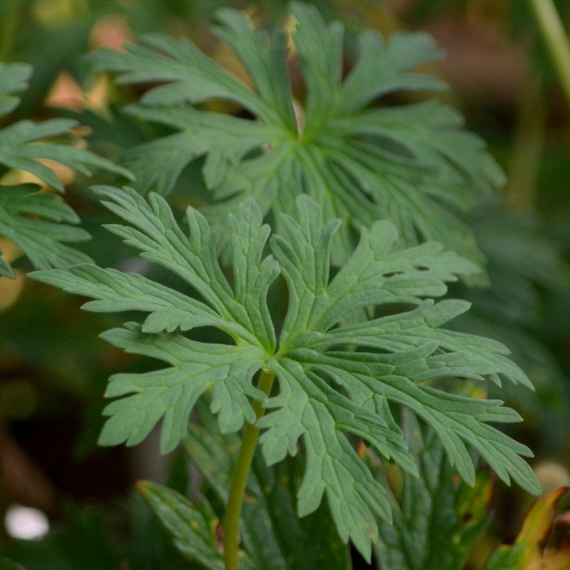 Geranium pratense Mrs Kendall Clark - Wiesen-Storchschnabel (Foliage)