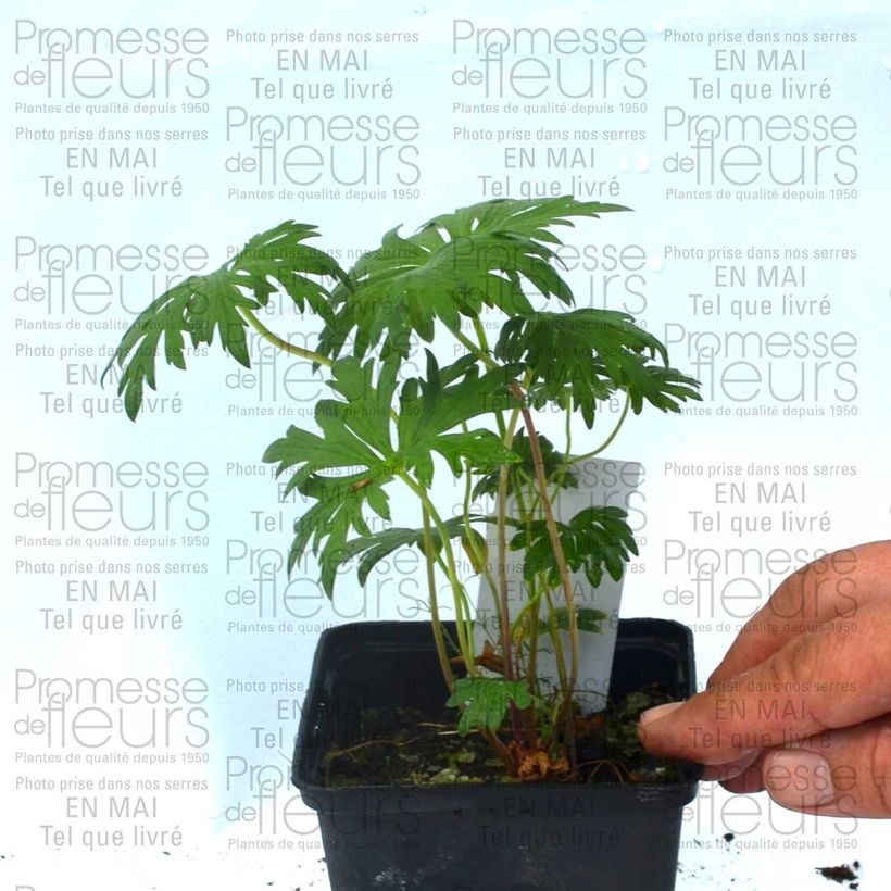 Example of Geranium pratense Plenum Violaceum - Wiesen-Storchschnabel Kleine Töpfe von 8/9 cm as you get