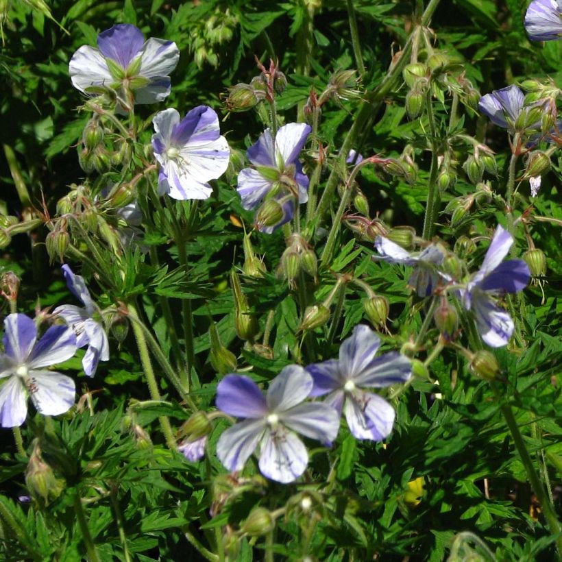 Geranium pratense Splish Splash - Wiesen-Storchschnabel (Flowering)