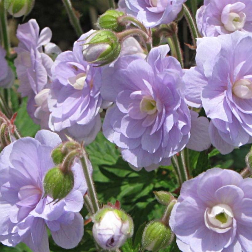 Geranium pratense Summer Skies - Wiesen-Storchschnabel (Flowering)