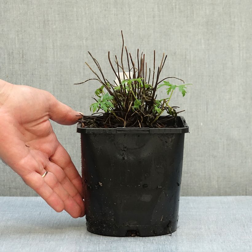 Exemplar von Geranium pratense Summer Skies - Wiesen-Storchschnabel Topf mit 2L/3L wie im Herbst geliefert
