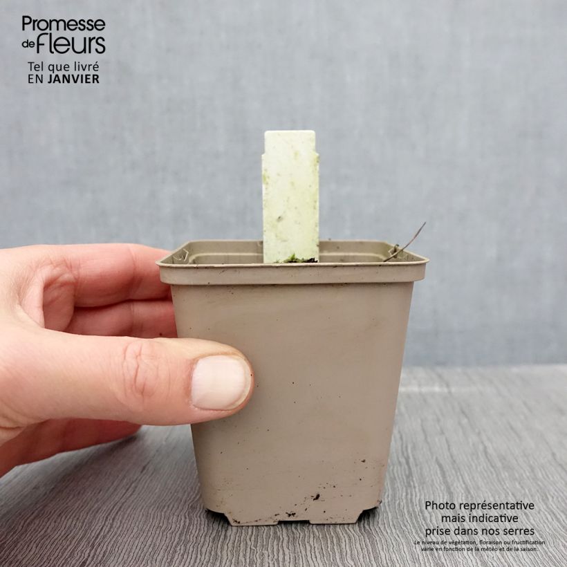 Exemplar von Geranium sylvaticum Prelude - Wald-Storchschnabel Kleine Töpfe von 8/9 cm wie im Winter geliefert