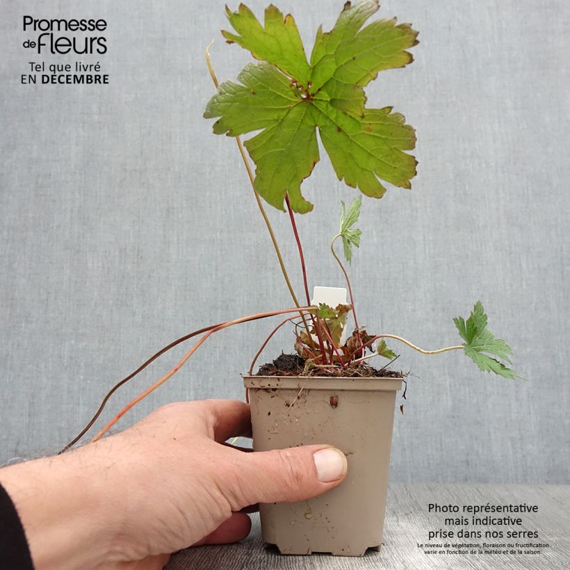 Example of Geranium psilostemon Bressingham Flair - Armenischer Storchschnabel Kleine Töpfe von 8/9 cm as you get in automne