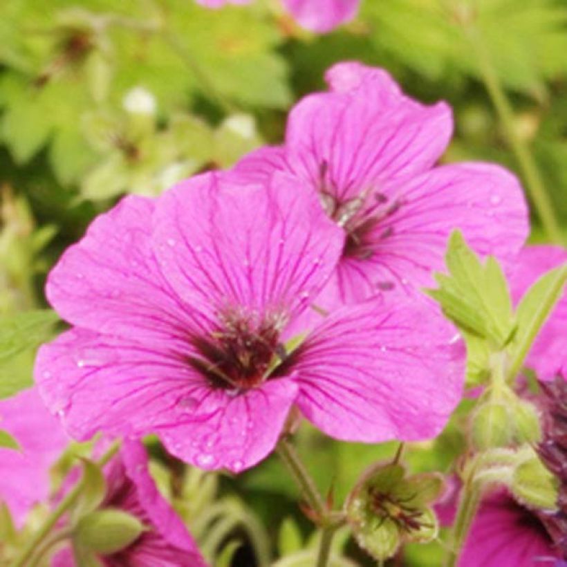 Geranium psilostemon Eva - Armenischer Storchschnabel (Flowering)