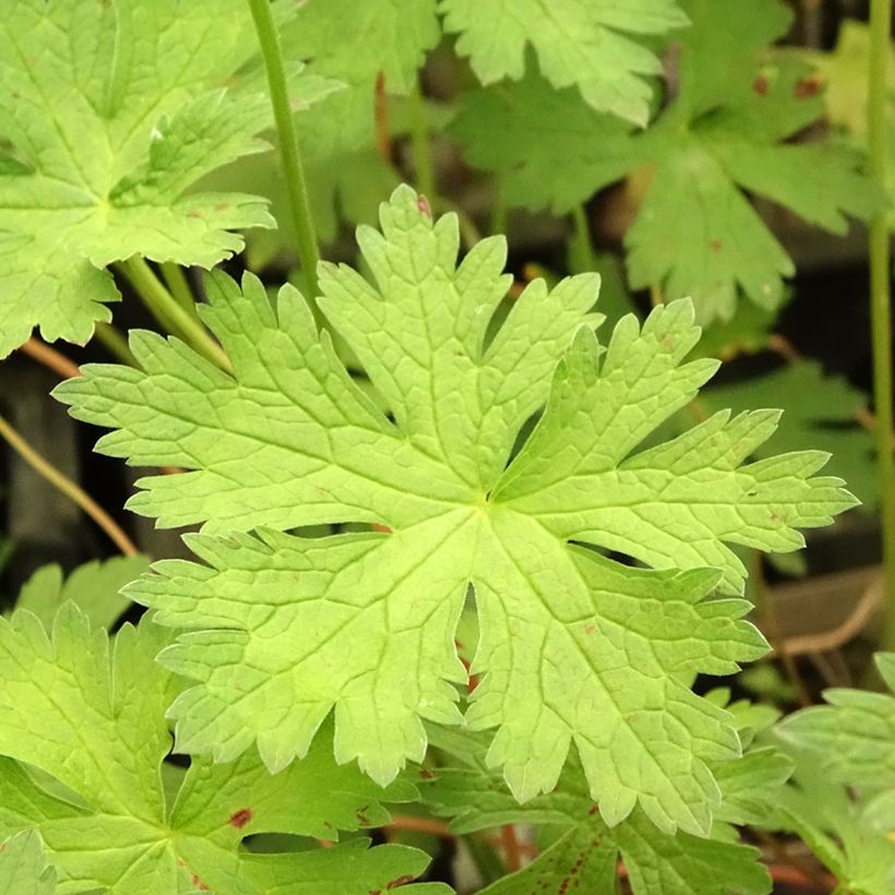 Geranium psilostemon JS Ma Tu Vu - Armenischer Storchschnabel (Foliage)