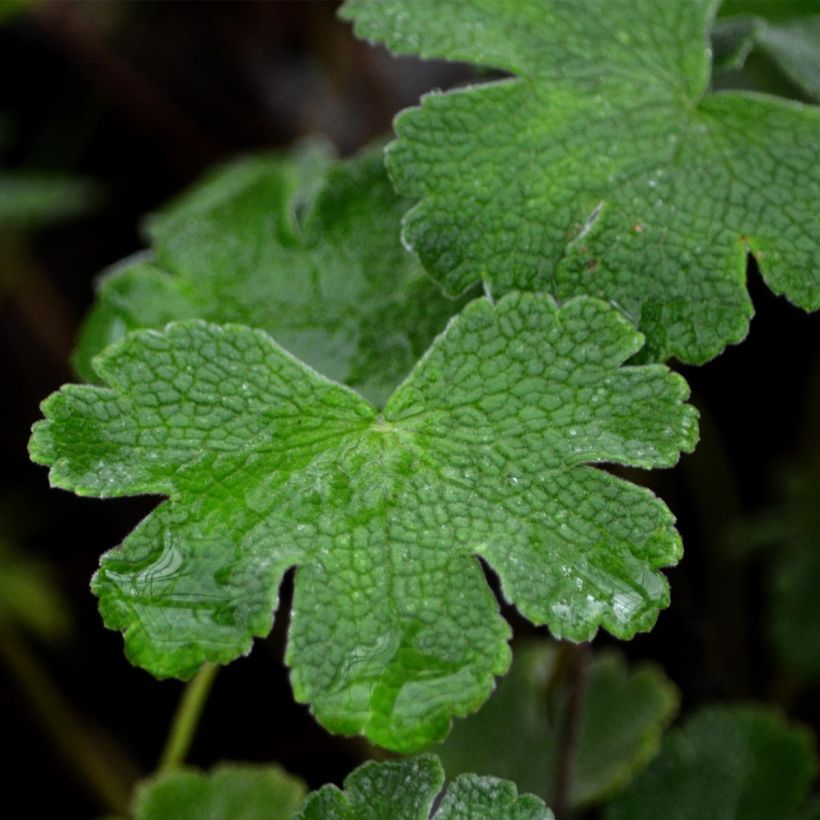 Geranium renardii - Kaukasus-Storchschnabel (Foliage)