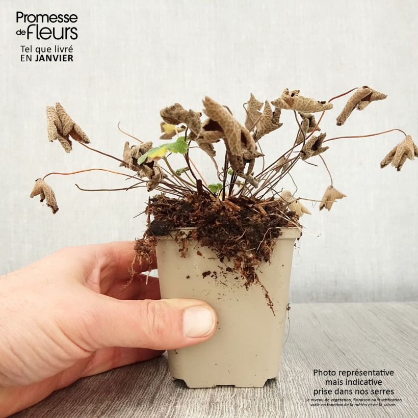 Exemplar von Geranium renardii - Kaukasus-Storchschnabel Kleine Töpfe von 8/9 cm wie im Winter geliefert