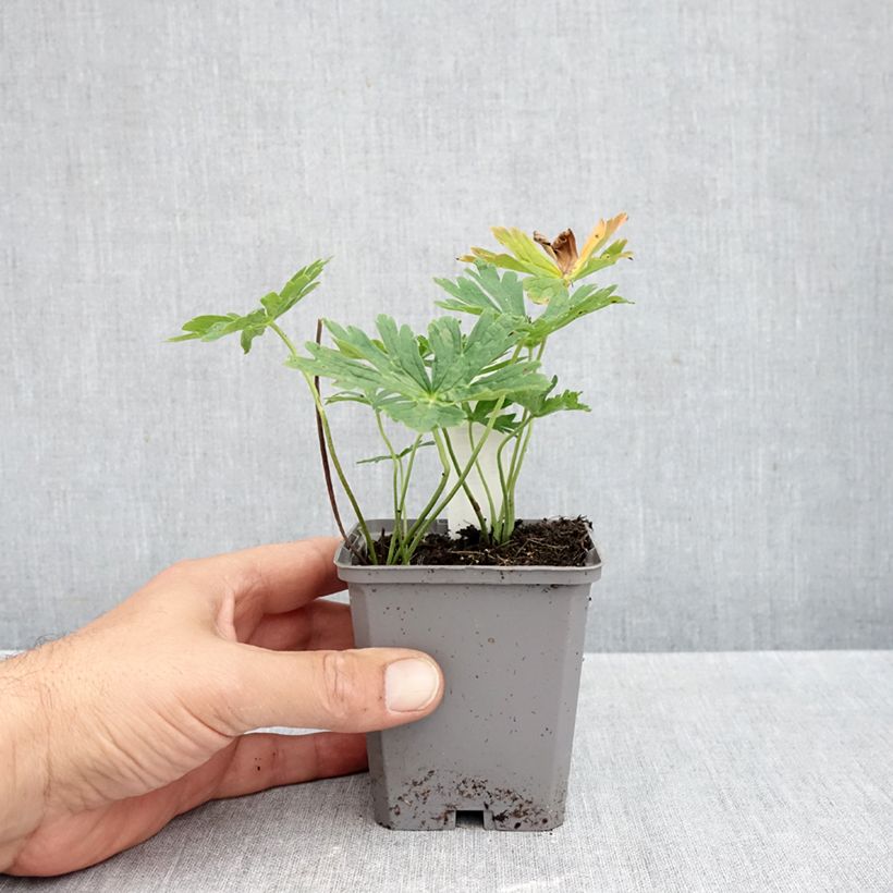 Exemplar von Geranium richardsonii - Storchschnabel Kleine Töpfe von 8/9 cm wie im Herbst geliefert