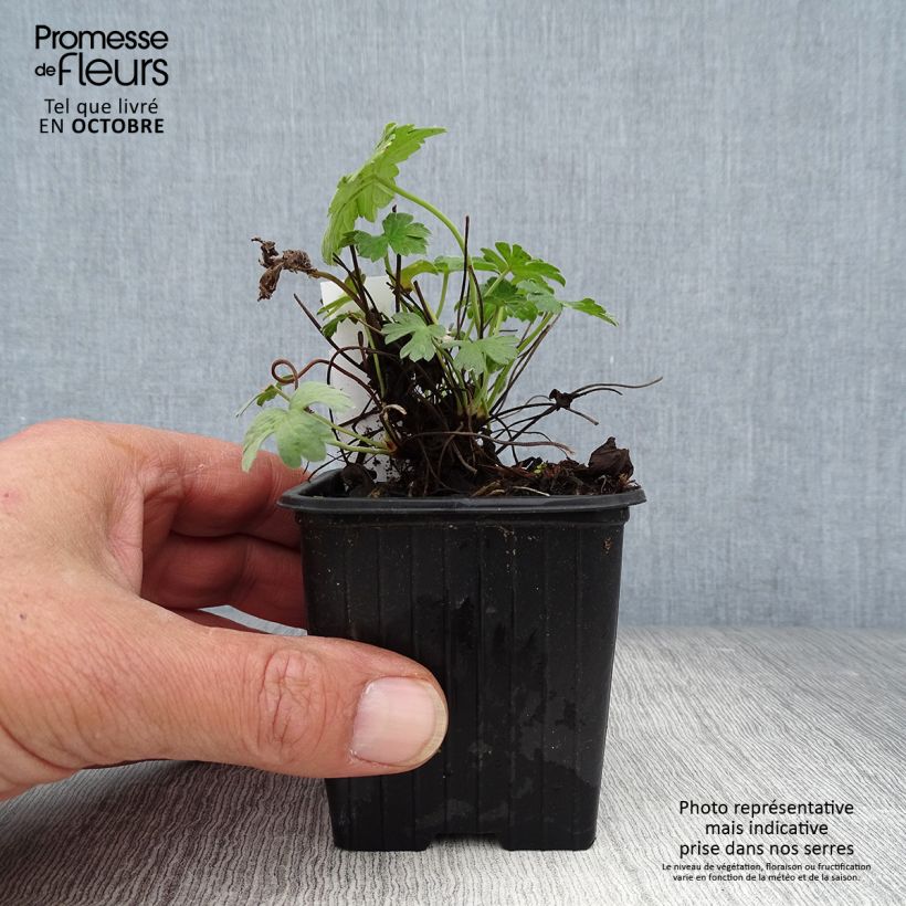 Example of Geranium riversleaianum Russell Prichard - Storchschnabel Kleine Töpfe von 8/9 cm as you get in automne