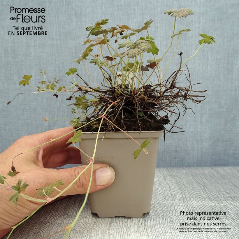Example of Storchschnabel Rothbury Red - Geranium Kleine Töpfe von 8/9 cm as you get in automne