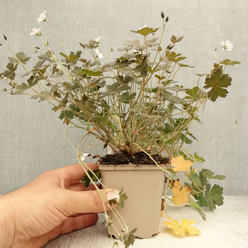 Exemplar von Storchschnabel Rothbury Red - Geranium Kleine Töpfe von 8/9 cm wie im Sommer geliefert