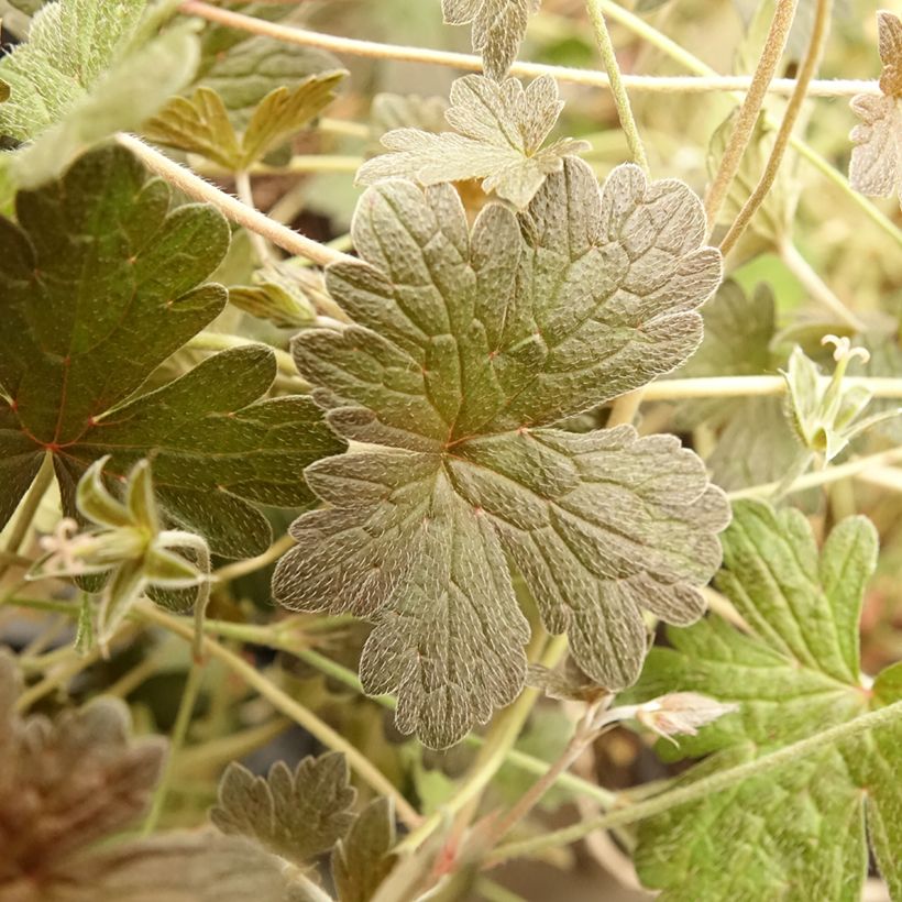 Storchschnabel Rothbury Red - Geranium (Foliage)