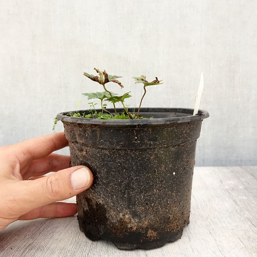 Example of Storchschnabel Rozanne - Geranium Topf mit 2L/3L as you get in automne
