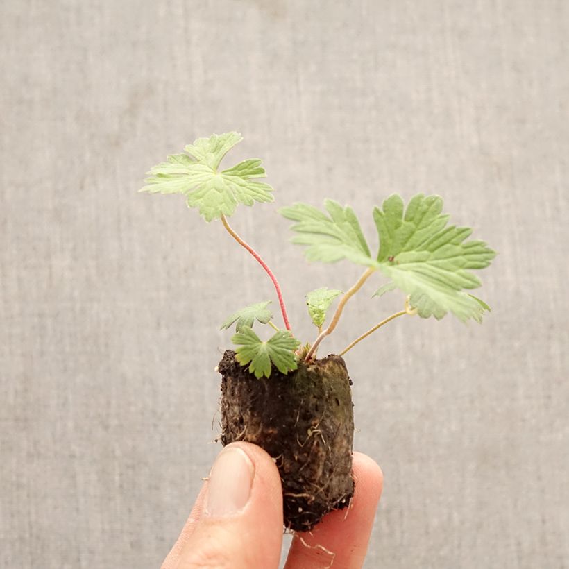 Exemplar von Storchschnabel Rozanne - Geranium Mini-Plug Ø 3/4 cm wie im Frühjahr geliefert