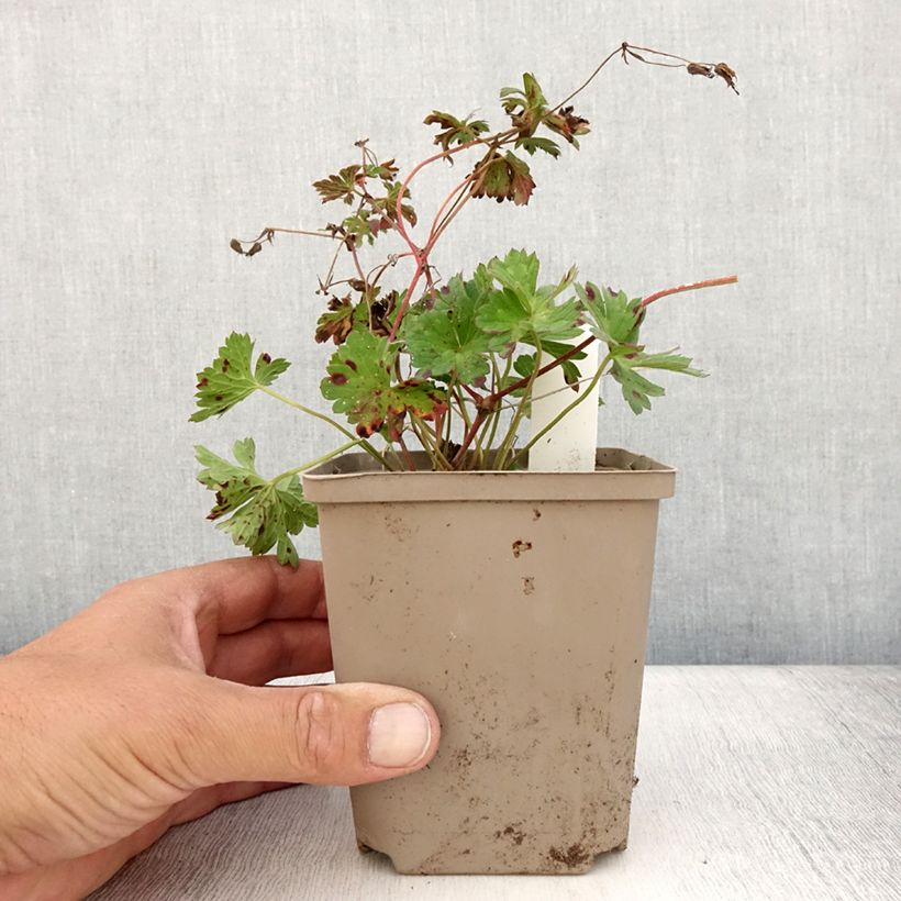 Example of Storchschnabel Rozanne - Geranium Topf 12 cm / 13 cm as you get in ete