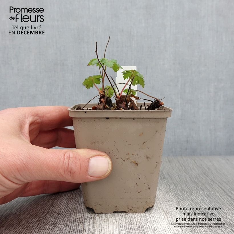 Example of Storchschnabel Sabani Blue - Geranium Kleine Töpfe von 8/9 cm as you get in automne