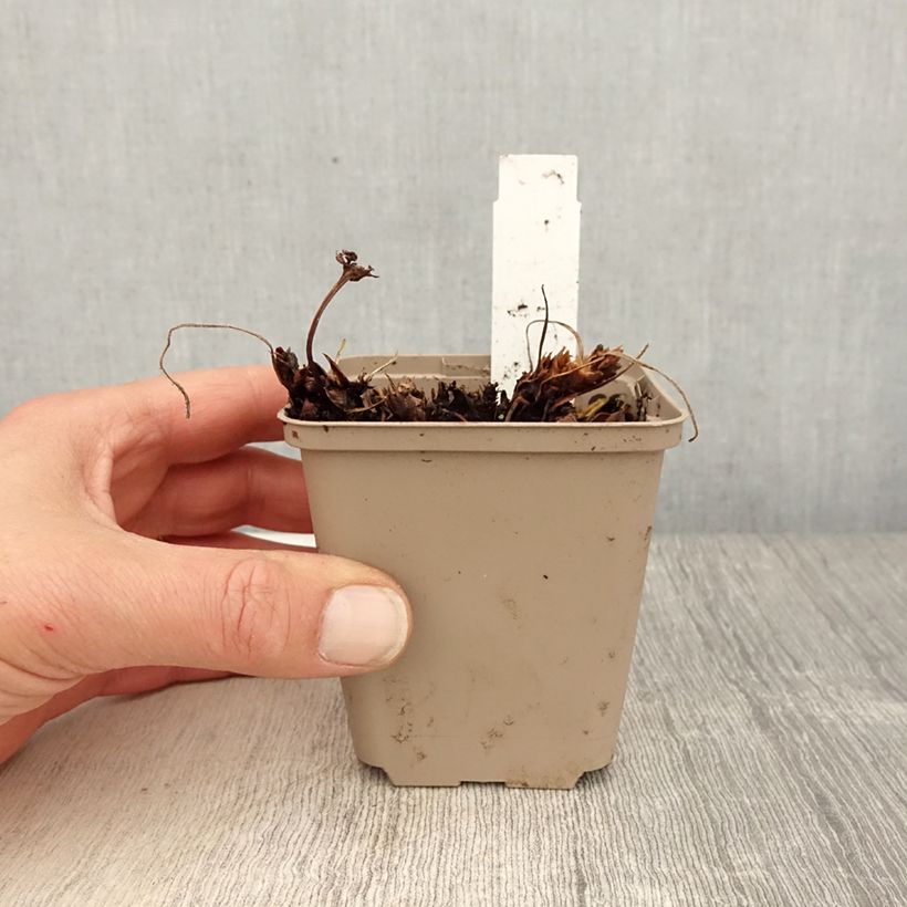 Exemplar von Storchschnabel Sabani Blue - Geranium Kleine Töpfe von 8/9 cm wie im Frühjahr geliefert