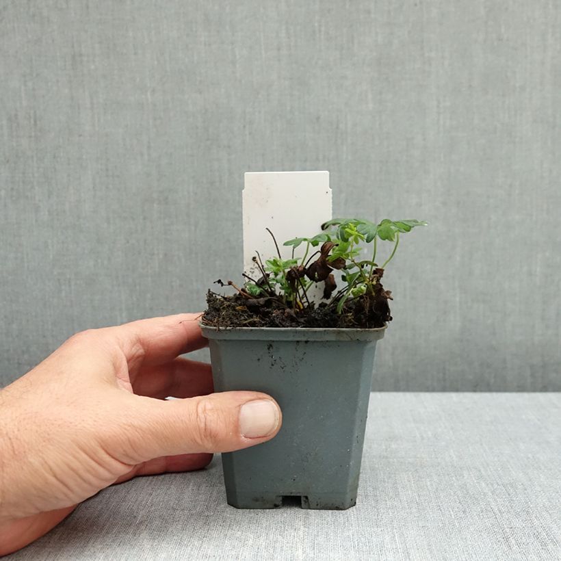 Exemplar von Geranium sanguineum Ankum's Pride - Blutstorchschnabel Kleine Töpfe von 8/9 cm wie im Herbst geliefert