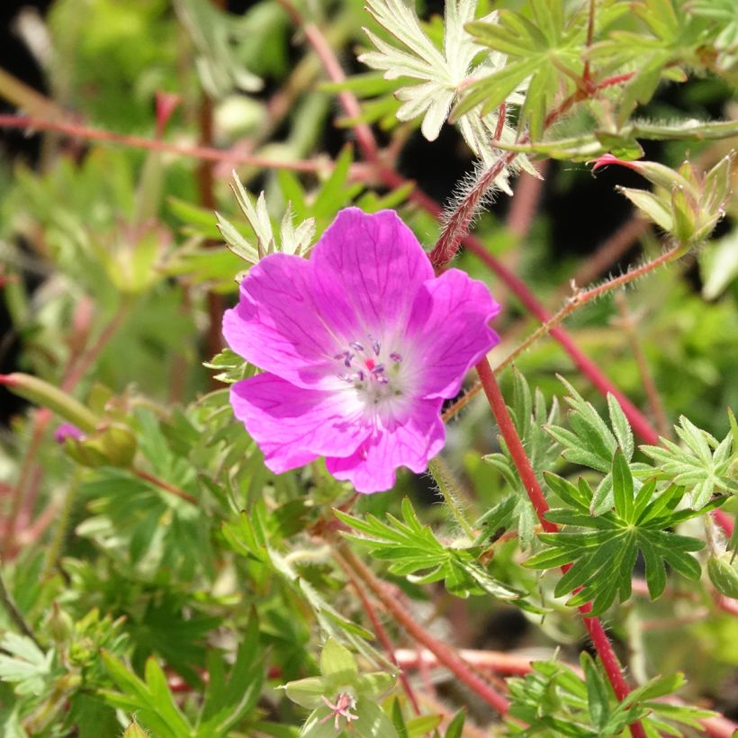 Geranium sanguineum Ankum's Pride - Blutstorchschnabel (Blüte)