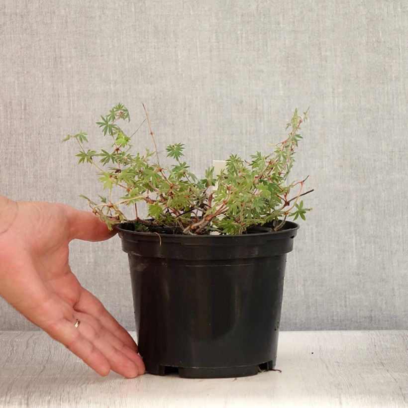 Example of Geranium sanguineum Ankum's Pride - Blutstorchschnabel Topf mit 2L/3L as you get in ete