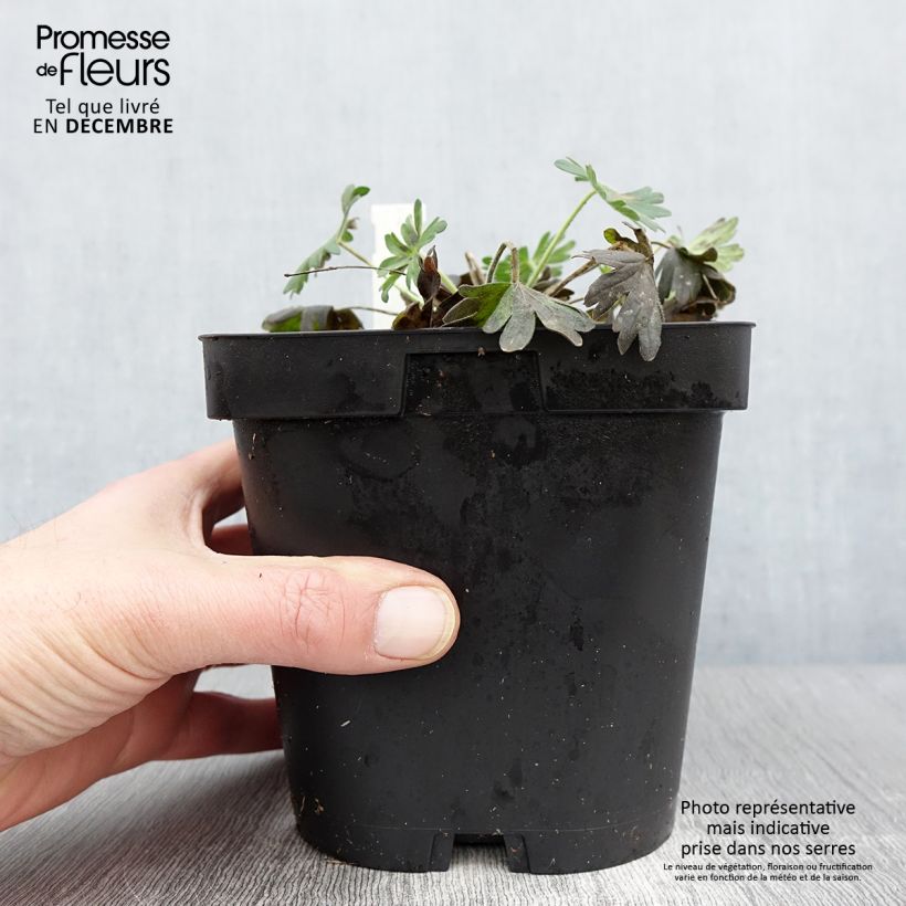 Example of Geranium sanguineum Album - Blutstorchschnabel Topf mit 1,5L/2L as you get in automne