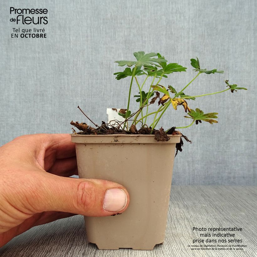 Example of Geranium sanguineum Compactum - Blutstorchschnabel Kleine Töpfe von 8/9 cm as you get in automne