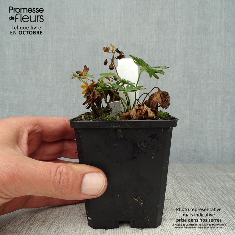Example of Geranium sanguineum Elke - Blutstorchschnabel Kleine Töpfe von 8/9 cm as you get in automne