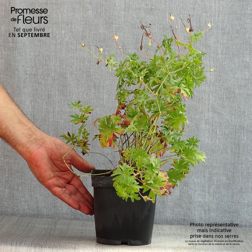 Example of Geranium sanguineum Topf mit 2L/3L as you get in ete