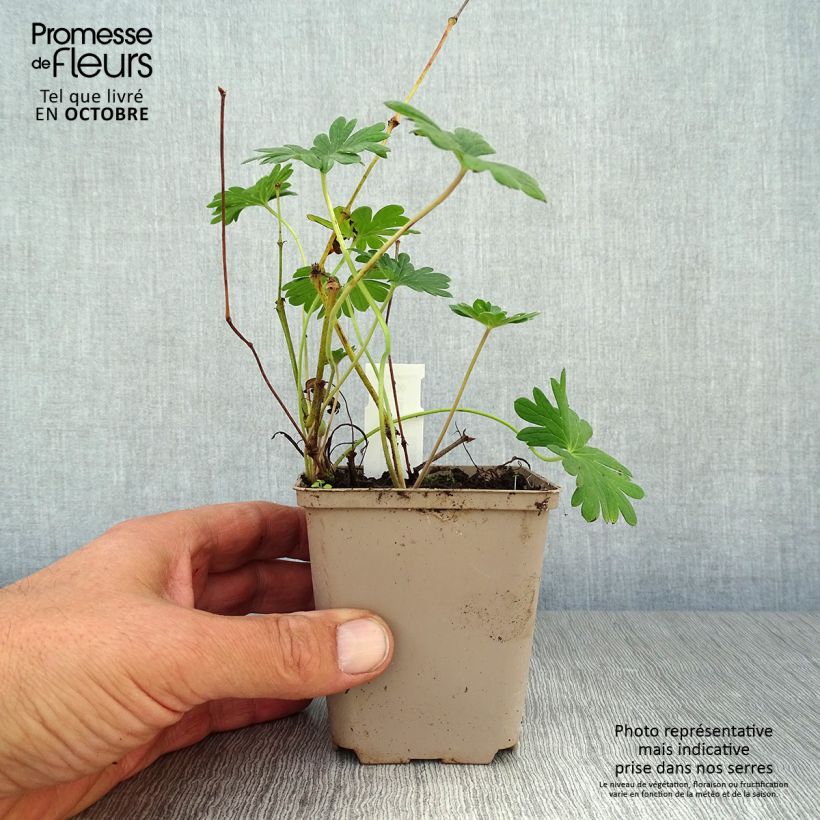 Example of Geranium sanguineum Hannelore - Blutstorchschnabel Kleine Töpfe von 8/9 cm as you get in automne