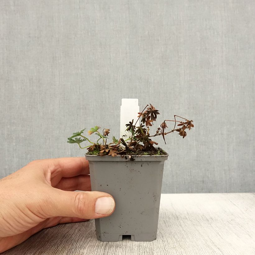 Example of Geranium sanguineum Max Frei - Blutstorchschnabel Kleine Töpfe von 8/9 cm as you get in automne